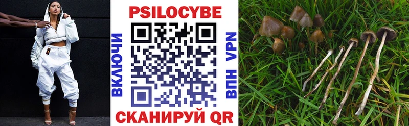 где продают наркотики  Ессентукская  omg ссылки  Псилоцибиновые грибы Psilocybe 